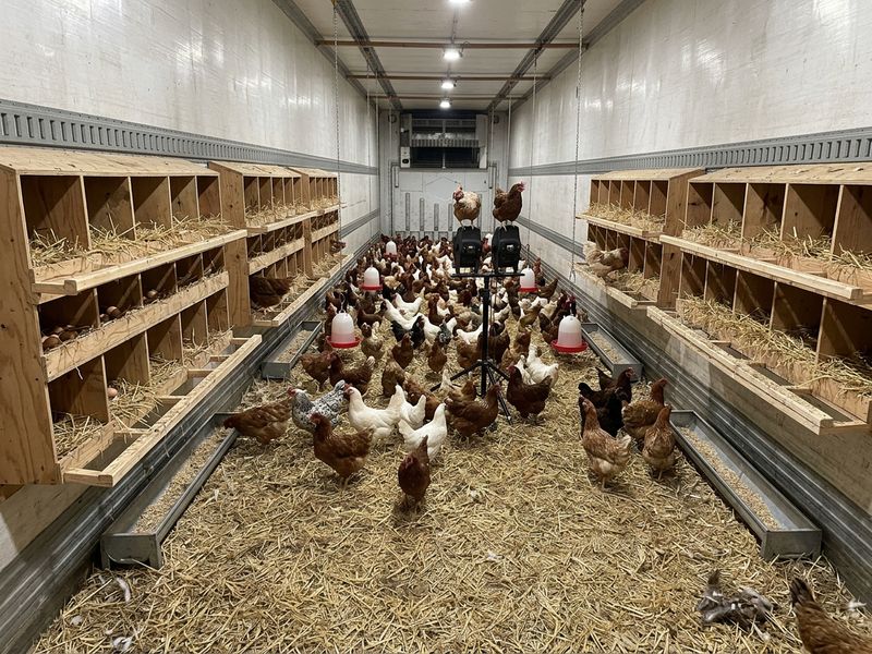 chickens, chickens, chickens, chickens