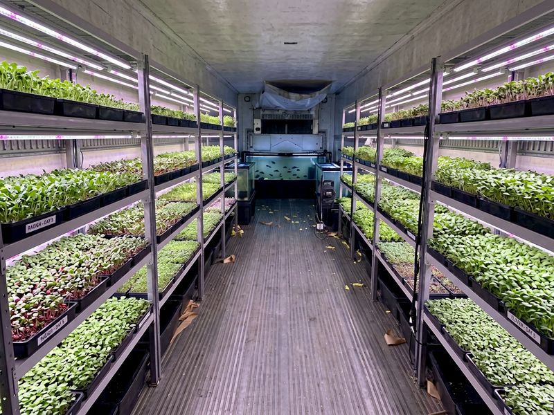 microgreens