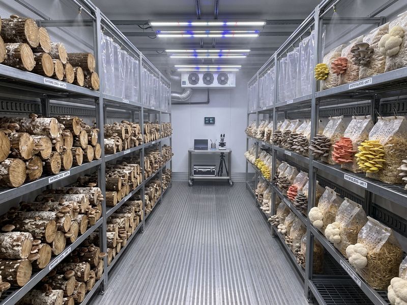 mushroom, shelves, lights, logs