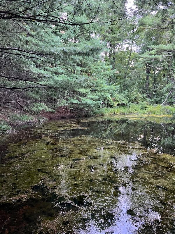 Pond on the property