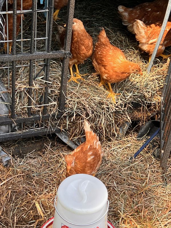 Chickens in the coop