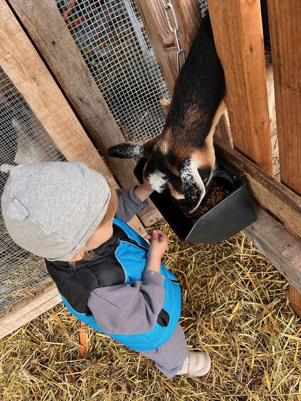 Child feeding the goats on the farm