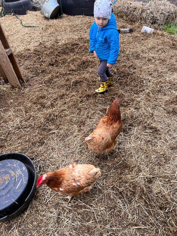 Child gently holding a laying hen during farm tour