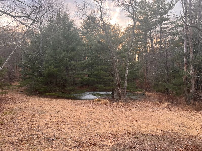Hardwood forest