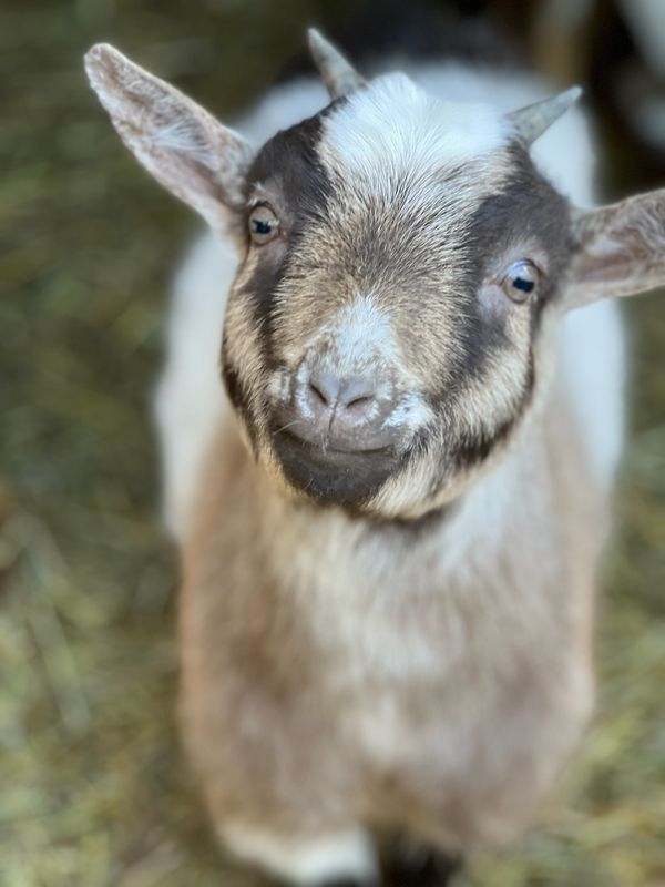 Nigerian dwarf goat