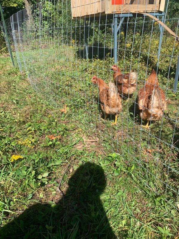 Free-range chicken flock
