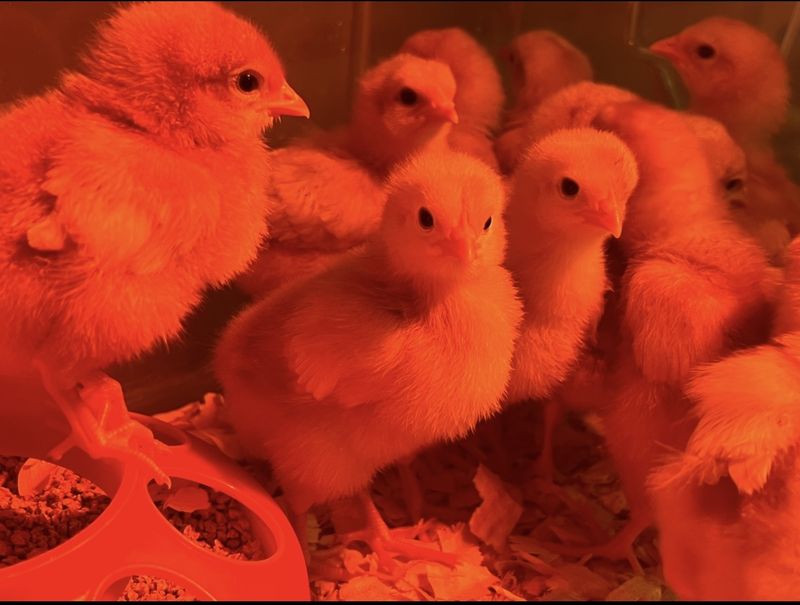 Layer hens at AI Sustainable Foods insulated reefer unit Monroe County Pennsylvania