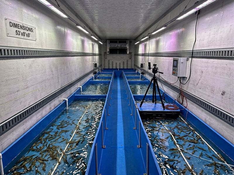 fish, tank, water, lights