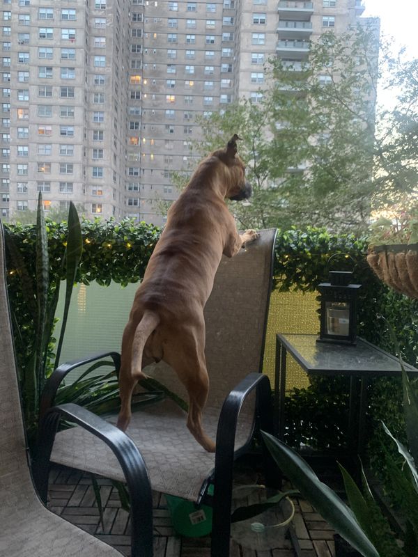 Brooklyn apartment with dog on balcony